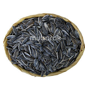 Sunflower Seed Plain